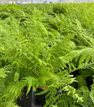 Common Lady Fern